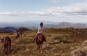 High Country Horses - Hervey Bay Accommodation 0