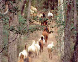High Country Horses - Hervey Bay Accommodation 2