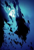 Scuba World - Tourism Hervey Bay 0