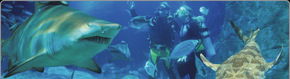 Scuba World - Tourism Hervey Bay 1