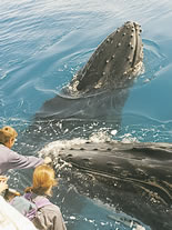 Storeyline Tours - Tourism Hervey Bay 1