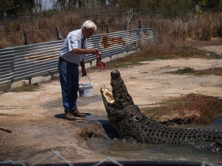 Koorana Saltwater Crocodile Farm - Hervey Bay Accommodation 1