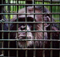 Rockhampton Zoo - Hervey Bay Accommodation