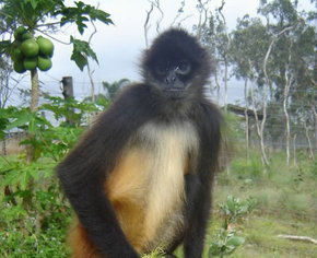 Cairns Wildlife Safari Reserve - Hervey Bay Accommodation 3