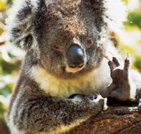 Gorge Wildlife Park - Hervey Bay Accommodation