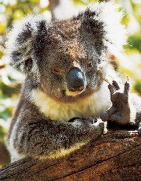 Gorge Wildlife Park - Hervey Bay Accommodation 0