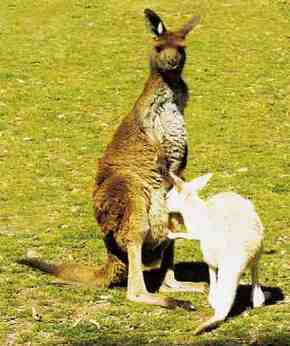 Gorge Wildlife Park - Hervey Bay Accommodation 1