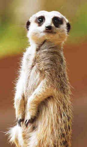 Gorge Wildlife Park - Hervey Bay Accommodation 2