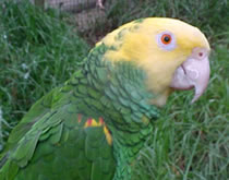 Gorge Wildlife Park - Hervey Bay Accommodation 3