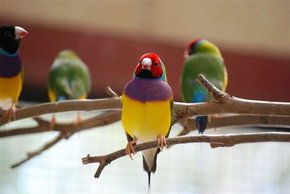 Kyabram Fauna Park - Hervey Bay Accommodation 1