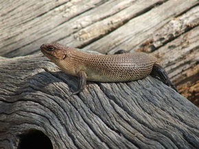 Kyabram Fauna Park - Hervey Bay Accommodation 2