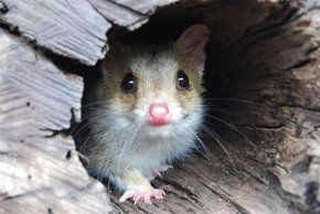 Kyabram Fauna Park - Hervey Bay Accommodation 3