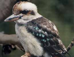 Nowra Wildlife Park - Hervey Bay Accommodation 2