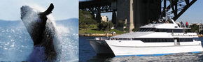 Prestige Harbour Cruises - Hervey Bay Accommodation 3