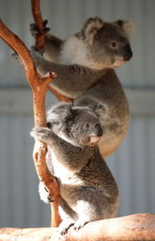 Waterways Wildlife Park - Hervey Bay Accommodation 1
