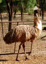 Waterways Wildlife Park - Hervey Bay Accommodation 2