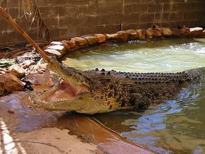 Wyndham Zoological Gardens And Crocodile Park - Hervey Bay Accommodation 0