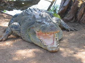 Wyndham Zoological Gardens And Crocodile Park - Hervey Bay Accommodation 2