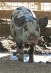 Wagga Wagga Zoo - Hervey Bay Accommodation 0