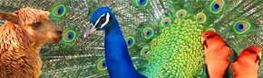 Wagga Wagga Zoo - Hervey Bay Accommodation 1