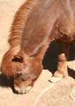Wagga Wagga Zoo - Hervey Bay Accommodation 3