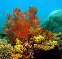 Three Islands Whale Shark Dive - Hervey Bay Accommodation