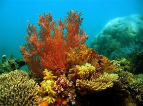 Three Islands Whale Shark Dive - Tourism Hervey Bay 0