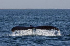 Three Islands Whale Shark Dive - Tourism Hervey Bay 1