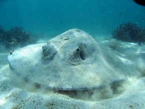 Three Islands Whale Shark Dive - Tourism Hervey Bay 2