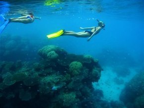 Three Islands Whale Shark Dive - Tourism Hervey Bay 3