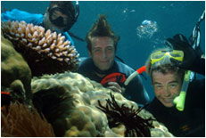Dolphin Wild - Hervey Bay Accommodation 1