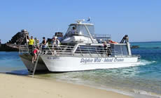 Dolphin Wild - Hervey Bay Accommodation 2