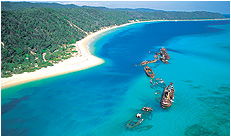 Dolphin Wild - Hervey Bay Accommodation 3