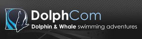 Dolphcom - Dolphin & Whale Swimming Adventures - Tourism Hervey Bay 0