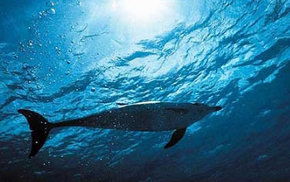 Dolphcom - Dolphin & Whale Swimming Adventures - Tourism Hervey Bay 1