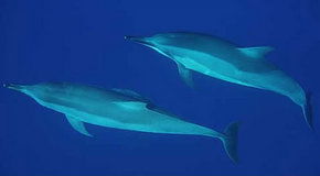 Dolphcom - Dolphin & Whale Swimming Adventures - Tourism Hervey Bay 3