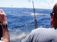 Downunder Charters - Tourism Hervey Bay 3