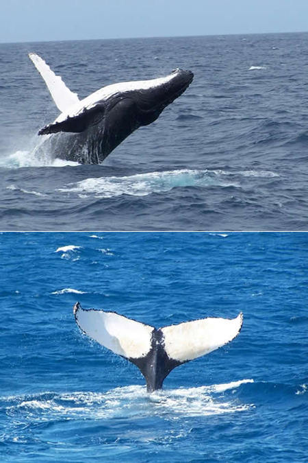 Mills Charters Fishing And Whale Watch Cruises - Hervey Bay Accommodation 3