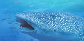Ningaloo Blue Dive - Tourism Hervey Bay 1