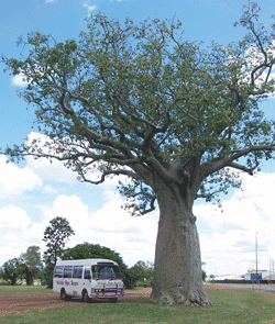 Kununurra Cruises - Hervey Bay Accommodation 1
