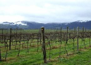 Kinloch Wines - Hervey Bay Accommodation