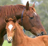 Blue Gum Farm - Hervey Bay Accommodation