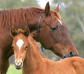 Blue Gum Farm - Tourism Hervey Bay 0