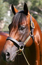 Blue Gum Farm - Tourism Hervey Bay 2