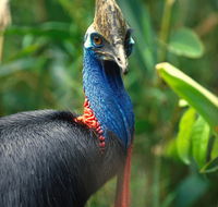 David Fleay Wildlife Park - Tourism Hervey Bay