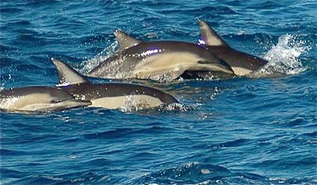 Dolphin Swim Australia - Hervey Bay Accommodation 0