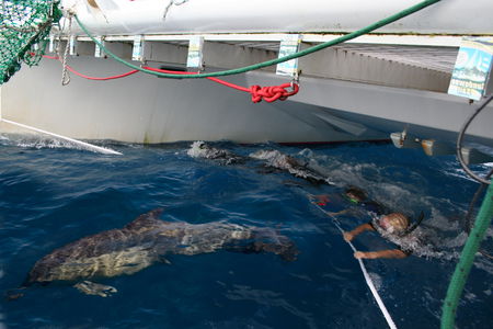 Dolphin Swim Australia - Hervey Bay Accommodation 1