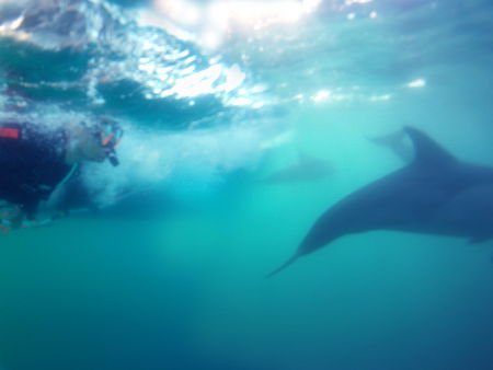 Dolphin Swim Australia - Hervey Bay Accommodation 2