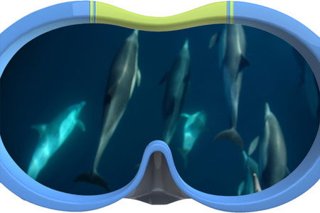 Dolphin Swim Australia - Hervey Bay Accommodation 3