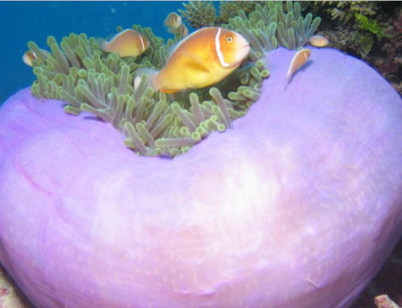 Silver Swift - Hervey Bay Accommodation 1